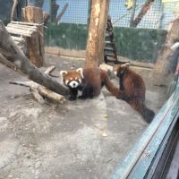 評論圖片 1