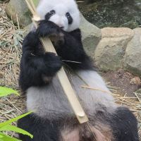 評論圖片 1