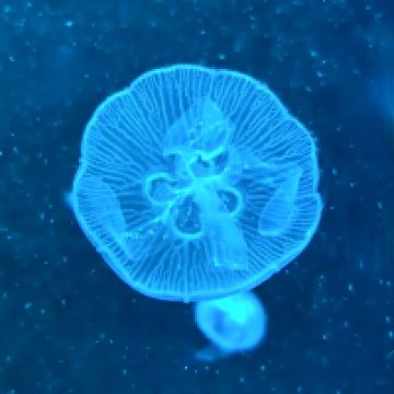 評論圖片 1