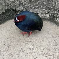 評論圖片 2