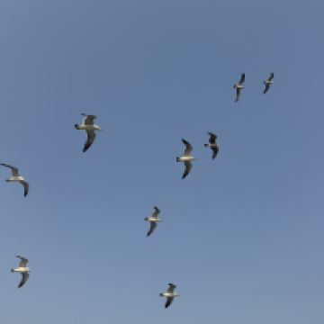 評論圖片 6