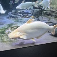 評論圖片 4