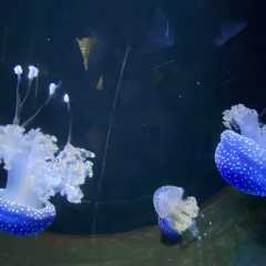Zoo Aquarium de Madrid