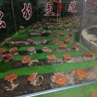 評論圖片 3
