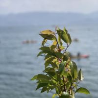 評論圖片 2