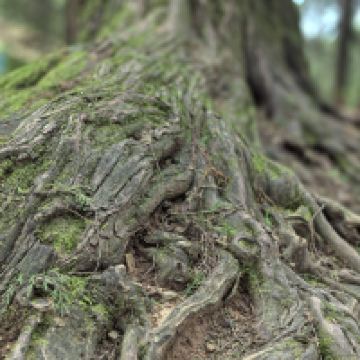 評論圖片 7