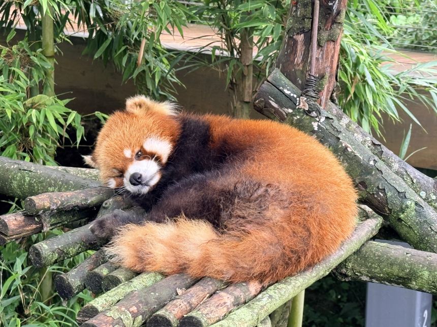 Panda Valley Tickets [2026] - Promos, Prices, Reviews & Opening