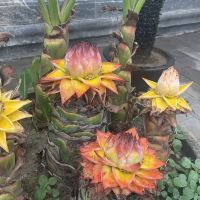 評論圖片 3