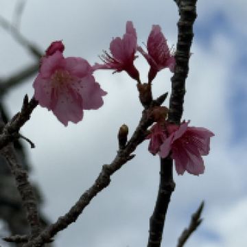 評論圖片 2