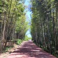 評論圖片 2