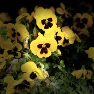 評論圖片 4