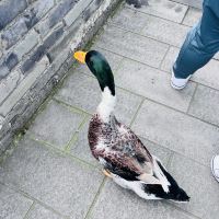 評論圖片 6