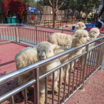 評論圖片 7
