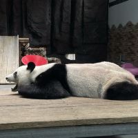 評論圖片 7
