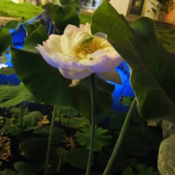 評論圖片 3