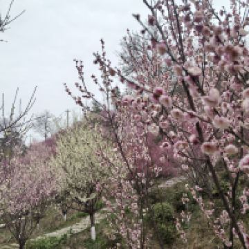 評論圖片 1