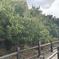 評論圖片 3