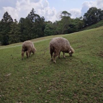 評論圖片 1