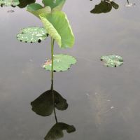 評論圖片 1
