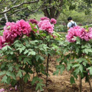 評論圖片 6
