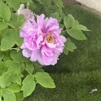評論圖片 5