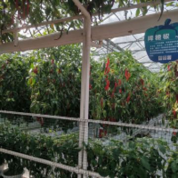 評論圖片 6