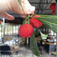 評論圖片 6