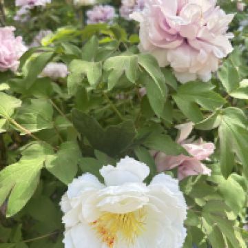 評論圖片 7
