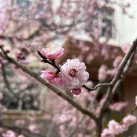 評論圖片 4