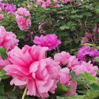 評論圖片 4