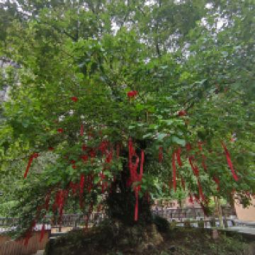 評論圖片 2