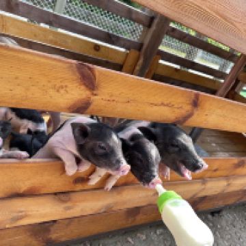 評論圖片 6