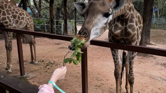 動物園比想象中大，一入園就要洗錢決定坐接駁車定租電動車揸，但