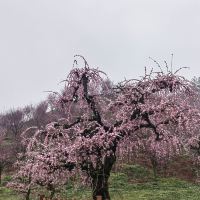 評論圖片 6