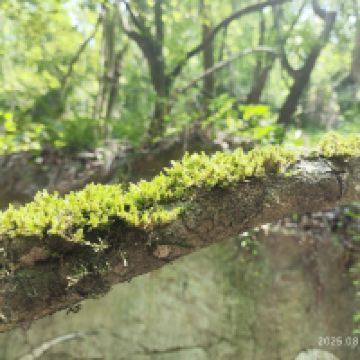 評論圖片 4