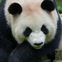 評論圖片 1