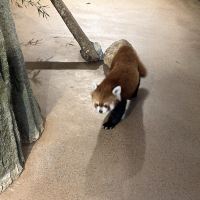 評論圖片 1