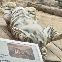 評論圖片 6