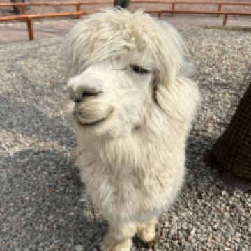 評論圖片 1