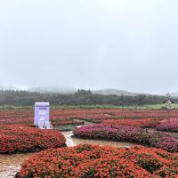 評論圖片 5