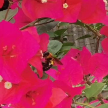 評論圖片 5