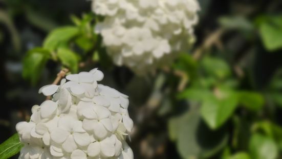 植物园还是很棒，樱花和梨花都开了很漂亮，里面拍照的人也多，建