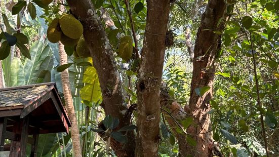 中科院植物园是一个充满了令人叹为观止的热带森林，其中生长着种