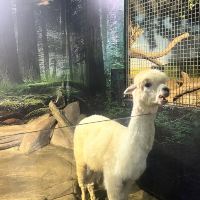 評論圖片 1