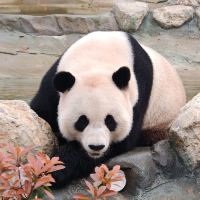 評論圖片 5