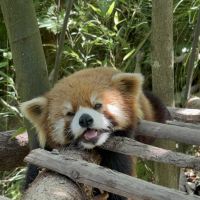 評論圖片 6