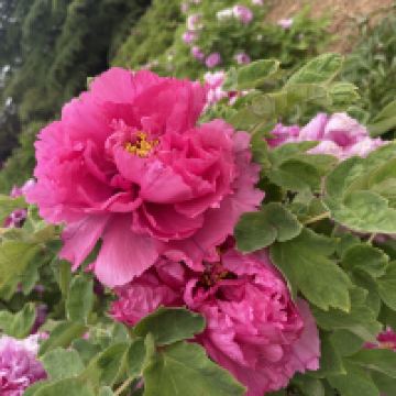 評論圖片 3