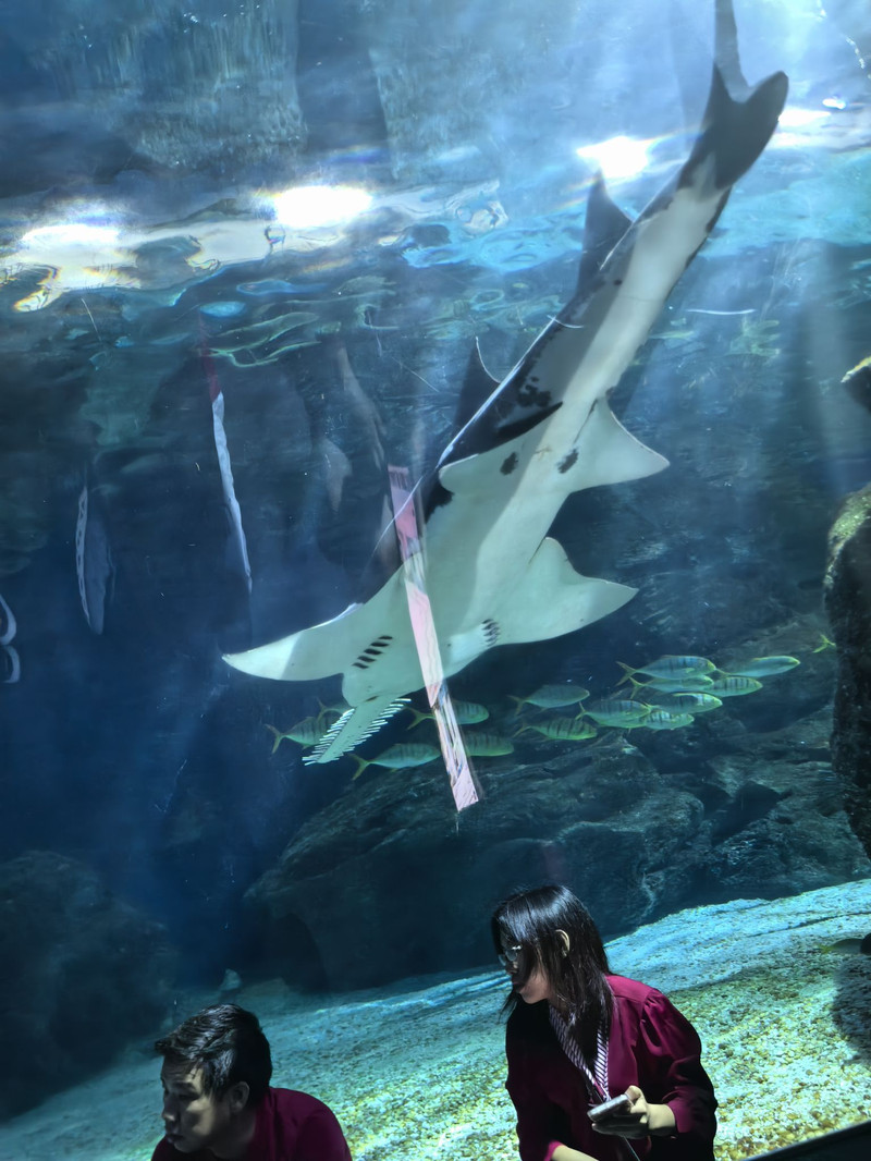 暹羅海洋世界用戶評價