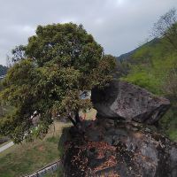 評論圖片 7