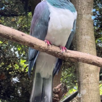 評論圖片 2